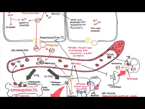 Iron Physiology