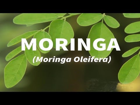 Health Benefits of MORINGA