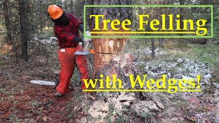 Download lagu Tree Felling with Wedges! Comprehensive How To! mp3