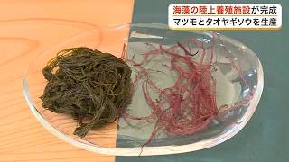 収穫量減少の海藻を救う　南三陸町に陸上養殖施設が完成　マツモとタオヤギソウの安定供給を目指す〈宮城〉 (26/08/25 17:45)
