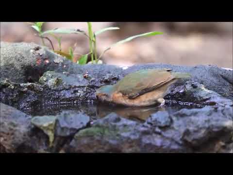 Pita bledolíca (Hydrornis soror) — hlas a správanie v prírode