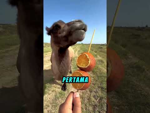 Unta Ini Tak Mau Berbagi🐪😤 #shortviral