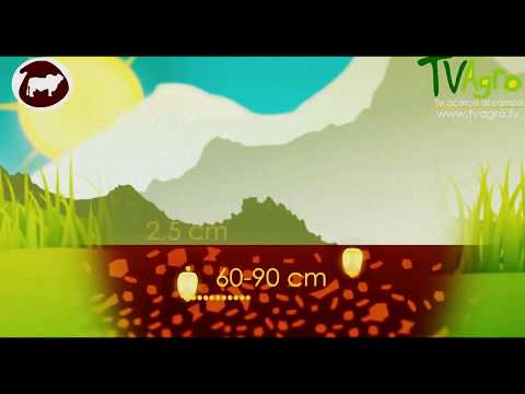 Etapas para la siembra de Maíz