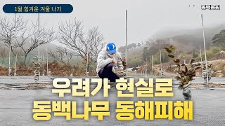 【1월 동해피해 동백나무 겨울나기】 이대로 실패인가? 동백농원 얼어 붙은 땅속 깊숙이 겨울비가 스며든다