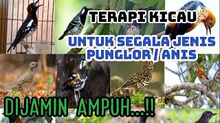 Download lagu Terapi kicau | Terapi malam UNTUK SEGALA JENIS PUNGLOR / ANIS | YW Channel mp3