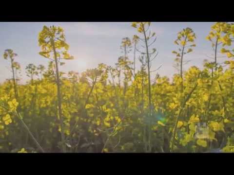 download lagu mp3 mp4 Mormon Folk Songs, download mp3 Mormon Folk Songs free download, download mp3 Mormon Folk Songs