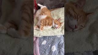 ウチの猫の寝相　#shorts #ショート