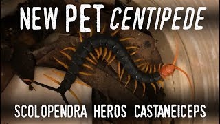 Setting up a GIANT REDHEADED CENTIPEDE (New Addition!)