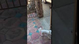 "I'm Gonna Slash Your Tires Then" Threats from Psycho Lady