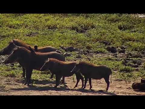 Djuma: Warthog family: two adults and two young - 09:00 - 04/05/19