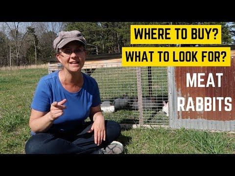 download lagu mp3 mp4 Meat Rabbits For Sale Online, download lagu Meat Rabbits For Sale Online gratis, unduh video klip Meat Rabbits For Sale Online