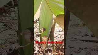 Download lagu Cute Baby Prenjak Tebu#langka #aneh #birds #viral #babybird #babybirds #bird #like #live#livestream mp3