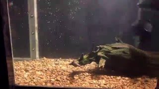 Love in the air: The Whigs aquarium timelapse Arkansas Riverfest Little Rock 2015