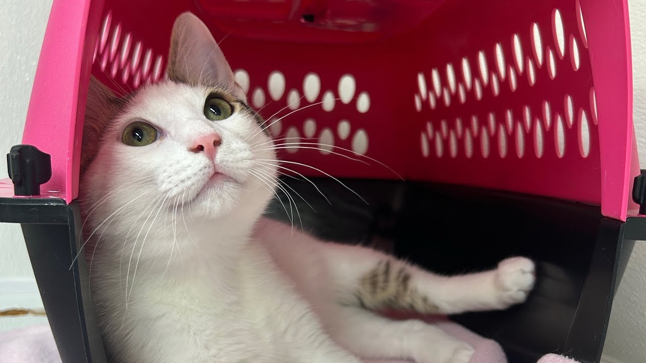 Enlarge Bunny, a ADOPTABLE Domestic Short Hair in San Carlos, CA video 6/6