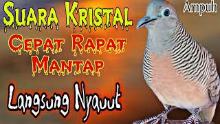 Download lagu Perkutut Lokal Gacor suara Kristal merdu nada Panjang mp3