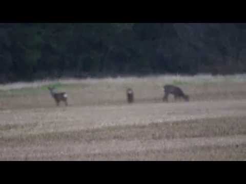 Tamron SP 150-600mm f/5.0-6.3 Zoom 600mm