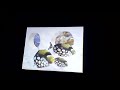 Opening To Eyewitness Dinosaur 1994 VHS
