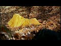 Malare Mounama Whatsapp Status Video Tamil Karnaa