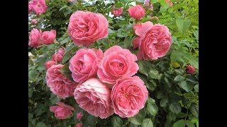 Rose Garden ~ Johnny Mathis ~ HD