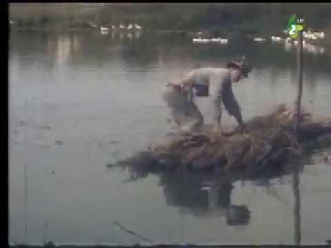 PRODUKCIJA KONOPI PRI RUSNACOH – Serija “Stari stvari”