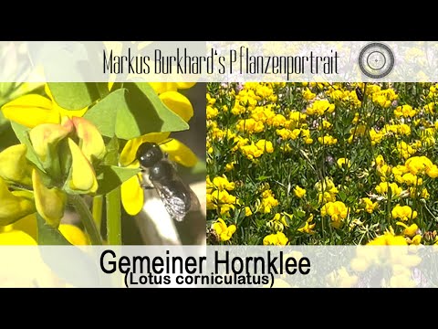 Hornklee, TOP Hummelpflanze, Schmetterlingsfutterpflanze, ein MUSS für jeden Naturgarten