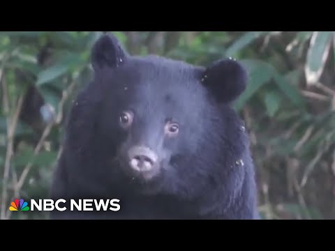 日本爆發多起熊攻擊事件 美國對日本發布旅遊警示 (U.S. issues travel warning for Japan as country deals with spike in bear attacks)