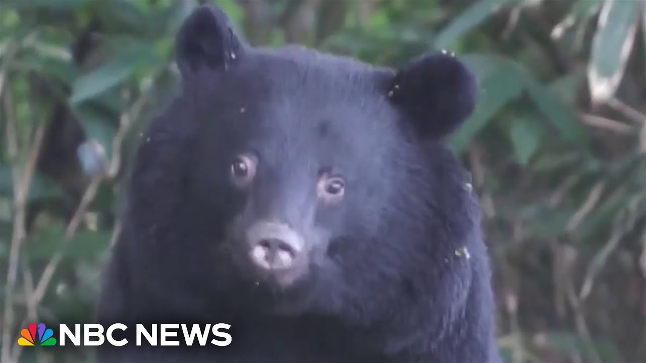 U.S. issues travel warning for Japan as country deals with spike in bear attacks