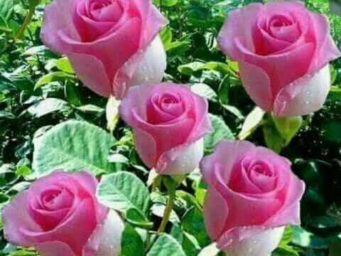 LOS CAMINANTES /MARIA ELENA