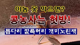 [텃밭농부 2,017]  이놈을 막지 못하면 콩농사는 헛방!  #매주콩재배 #쥐눈이콩 #서리태재배