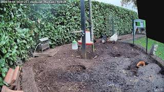 🔴 LIVE Chicken Cam – North Yorkshire Hens | Chicken Run | Clucks.net live webcam
