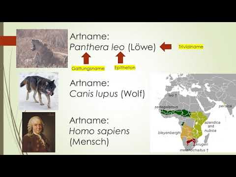 Phylogenetische Systematik: Teil 1: Taxonomie, Systematik, Carl von Linne (with english subtitles)
