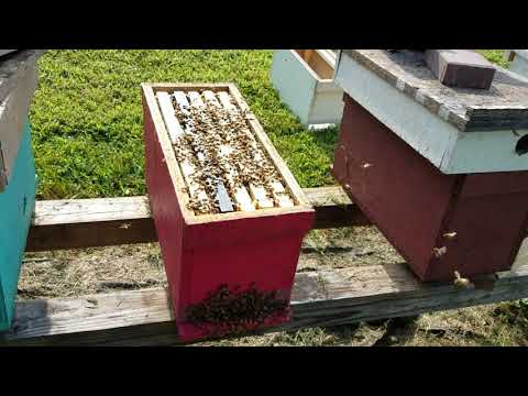 Hive inspection can cause robbing during dearth
