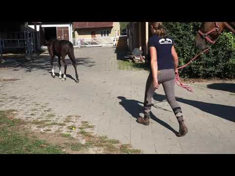 Pferde Erholungszentrum Imagefilm