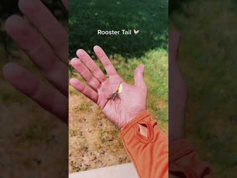 Teaching you about a new lure, Day 1: The Rooster tail!