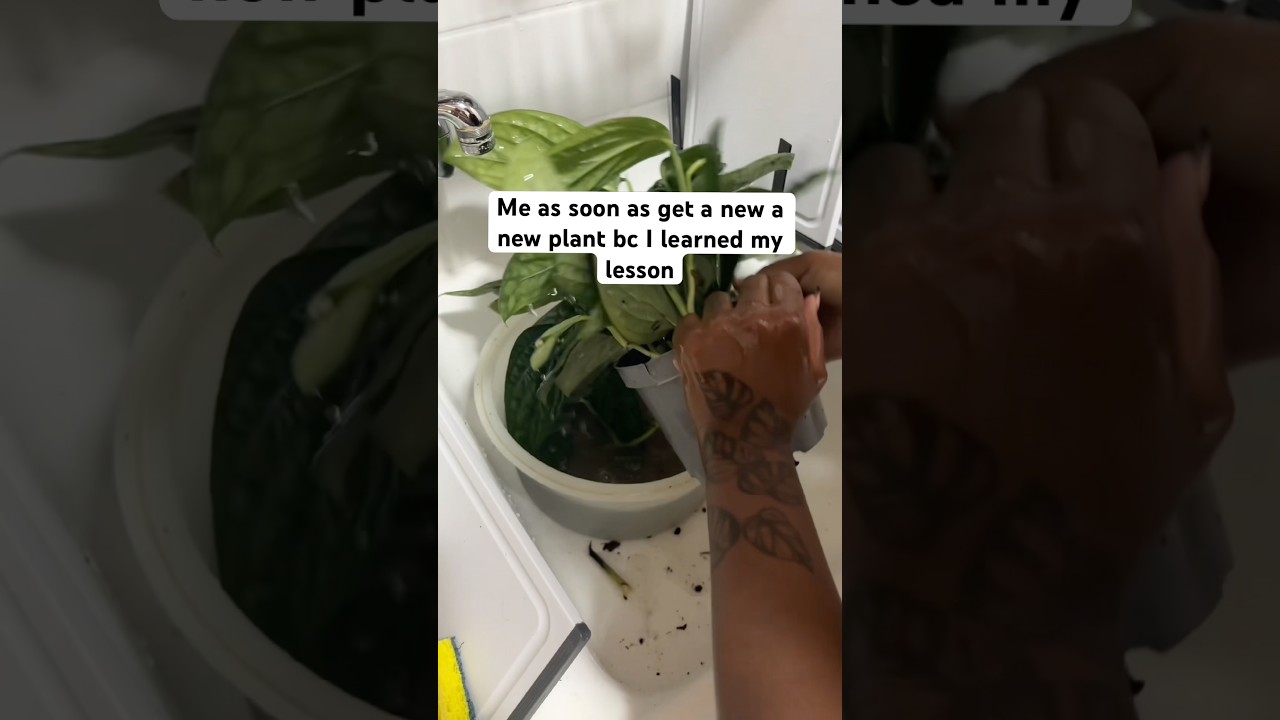 this is why you quarantine new plants… 😭🪴