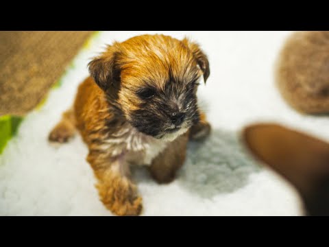 Puppy Adopted By Cat Mother | Pets Wild At Heart | BBC Earth