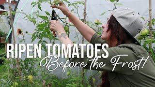 Ripen your late-season tomatoes FAST + Harvest Ideas