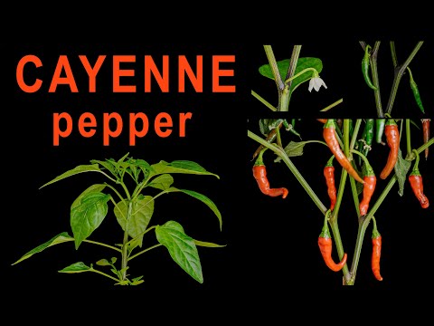 Cayenne pepper 🌶 chilli growing - Time lapse [4K]