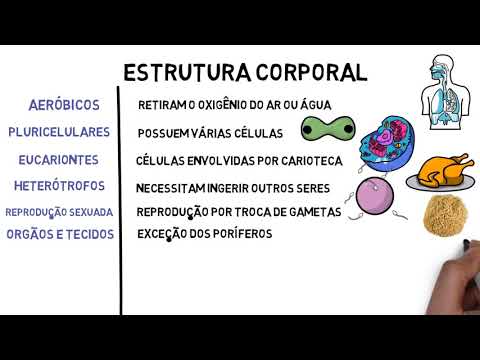 ABSTRACT - Invertebrate animals