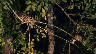 Leopardo nebuloso caçando lóris-lento em um registro impressionante!!!