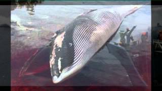 Blaue lagune - Marsimoto