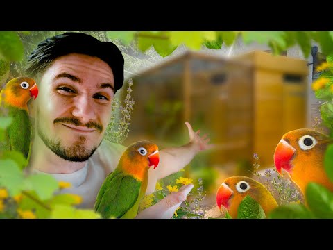 J’ai créé LA VOLIÈRE DE RÊVE pour mes inséparables de Fischer !