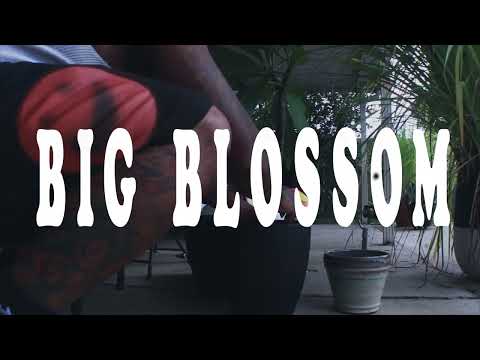 Mouse On Tha Track - BIG BLOSSOM  [Potting Plants Video]