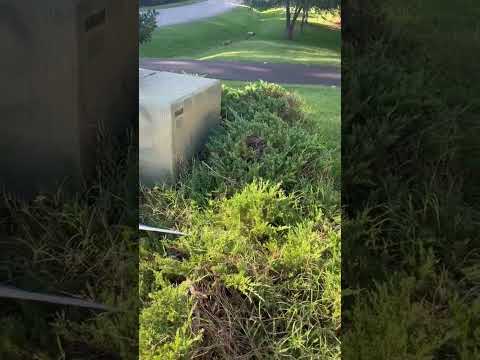 Salazar A Landscaper project video