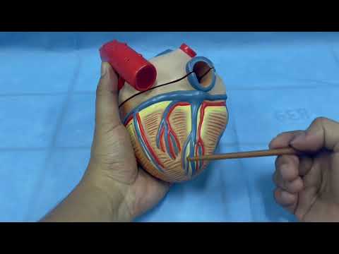 ANATOMIE FMPM COEUR ( Partie 1)