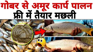 गोबर से करे अमूर कार्प मछली पालन || फ्री में तैयार होगी मछली|| Amur Carp Fish Farming With Cow Dung