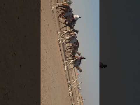 Camel ride #rider #camel #dubai