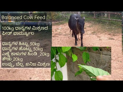 , title : 'Malnadu Gidda Cow| Balanced Feed Formula to Improve Breed performance| Milk increasing plant.'