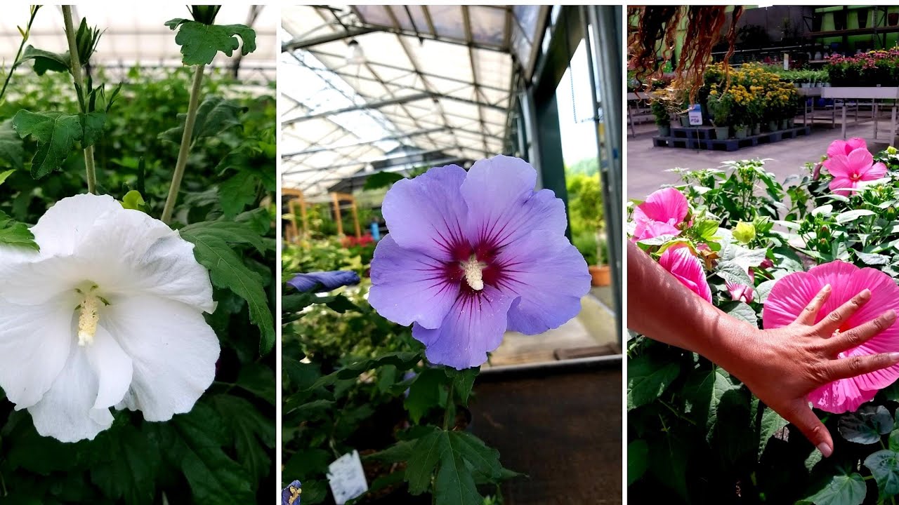 Hibiscos/ Quanto Custa? E que  Cores que encontrei aqui na Holanda