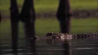 preview picture of video 'Gator Watching'